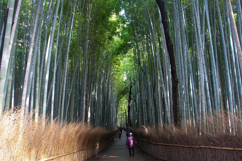 Reasons why you should visit Sagano Bamboo Forest